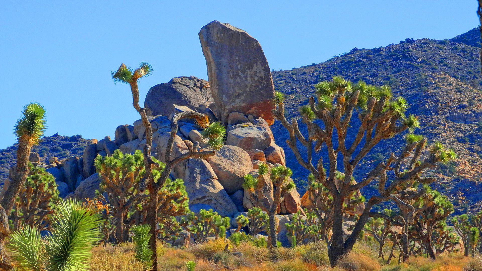 Joshua Tree National Park