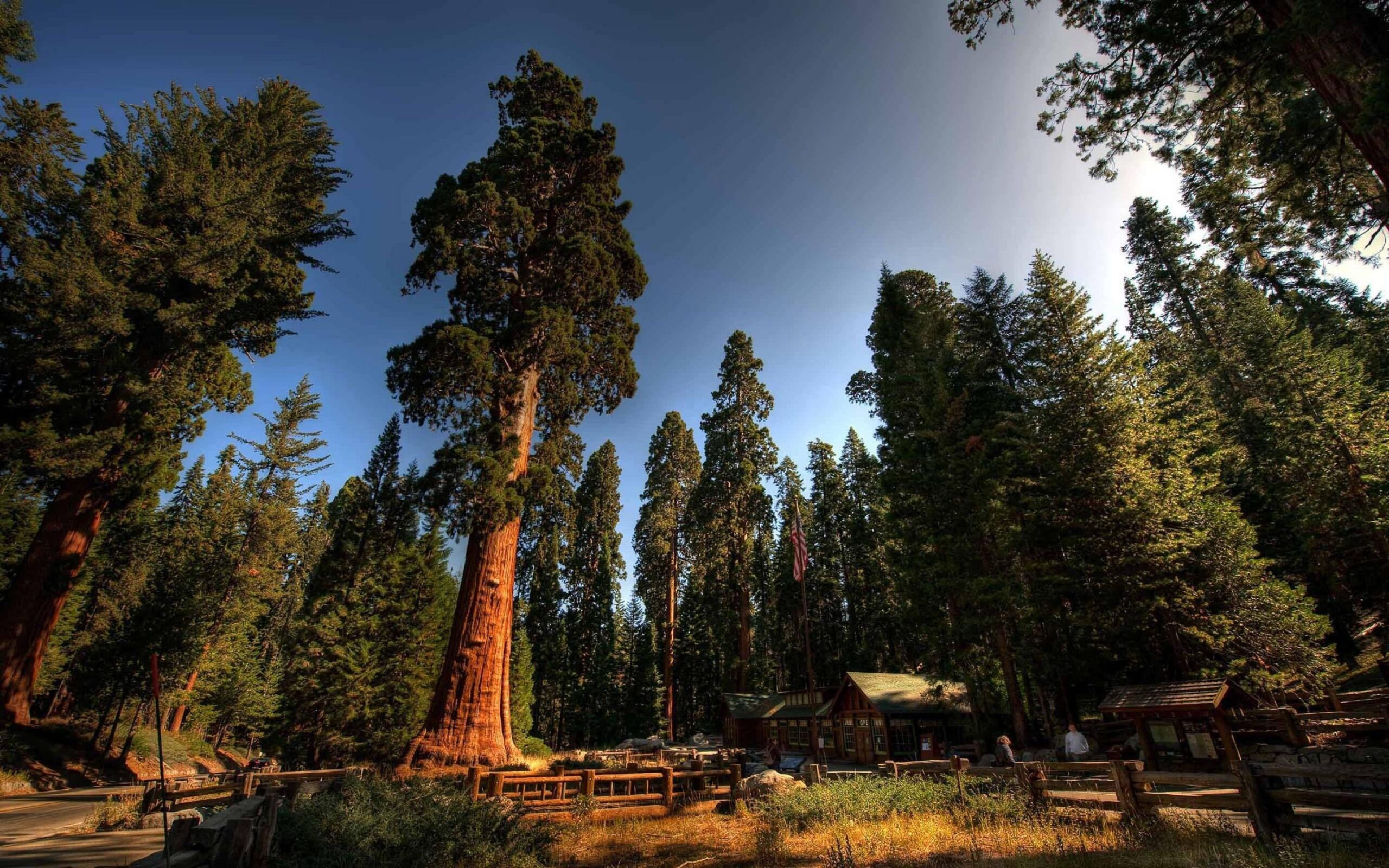 41+ Sequoia National Park Wallpapers, Top Ranked Sequoia National