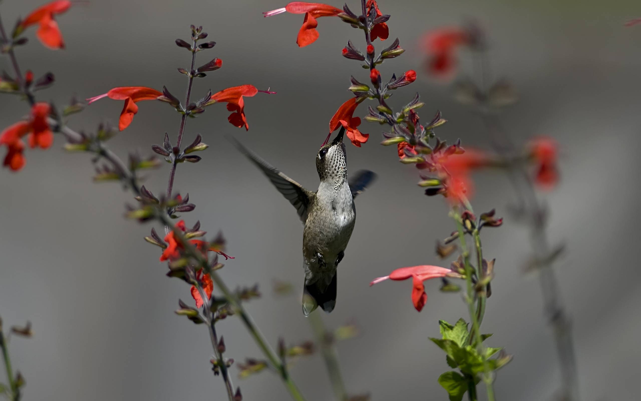 hummingbird wallpapers hd