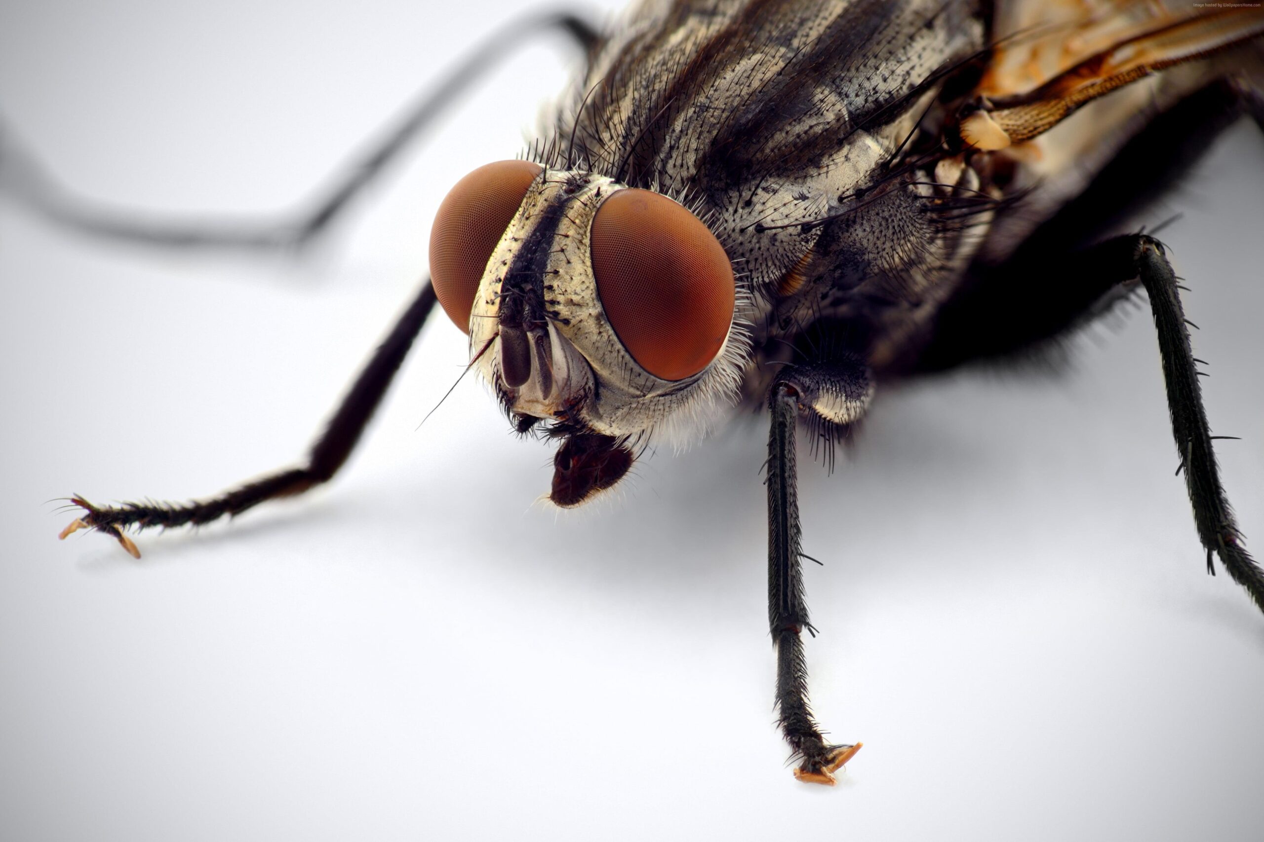 Macro photography of housefly HD wallpapers