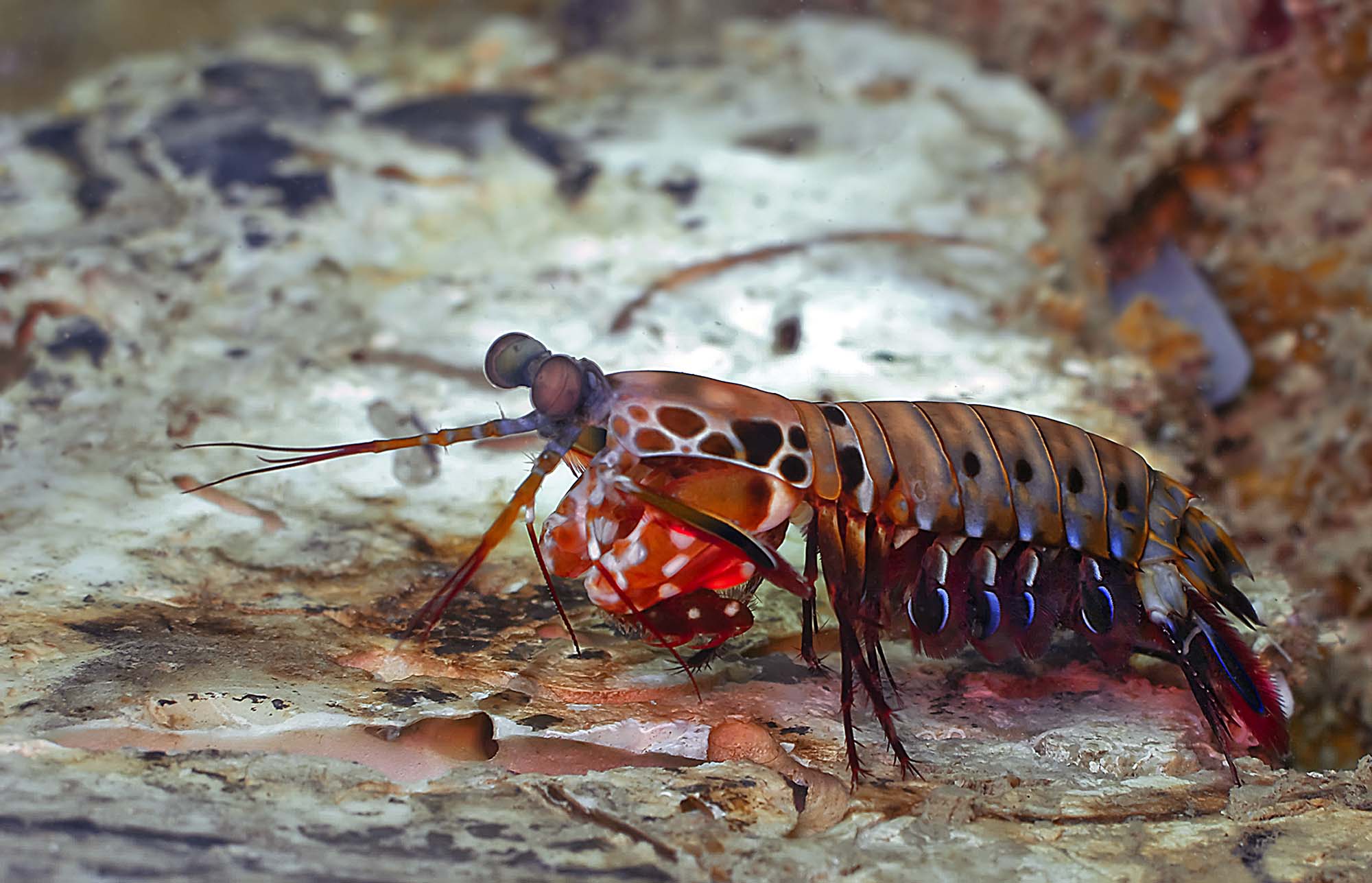 Mantis Shrimp HD Wallpapers