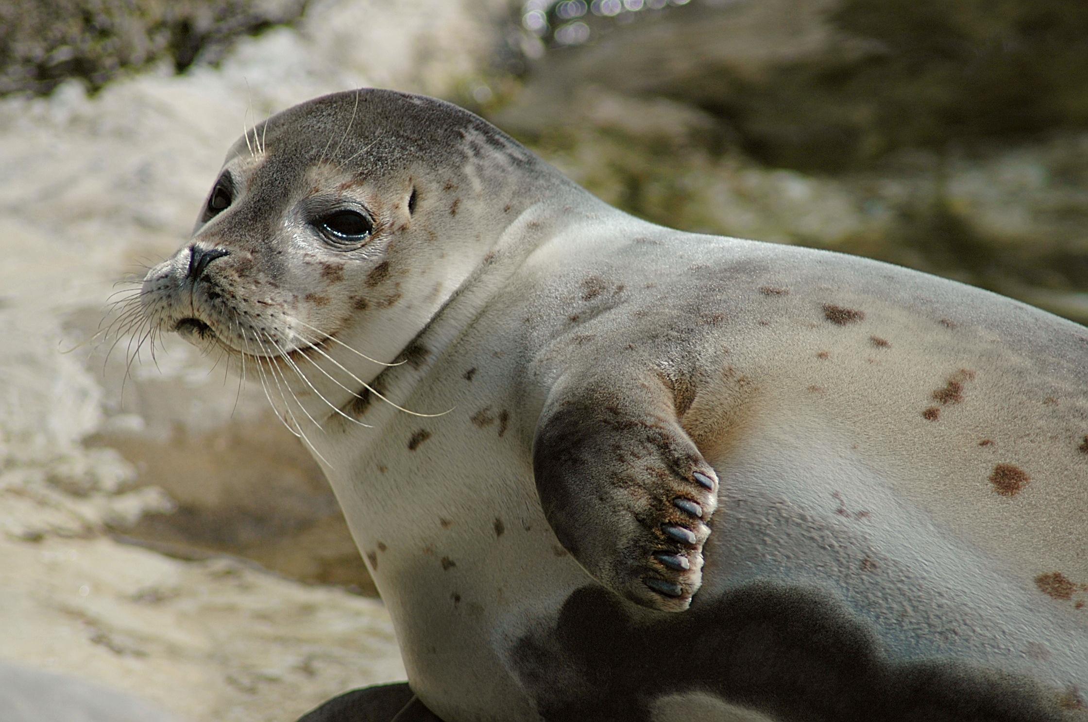 Earless seal