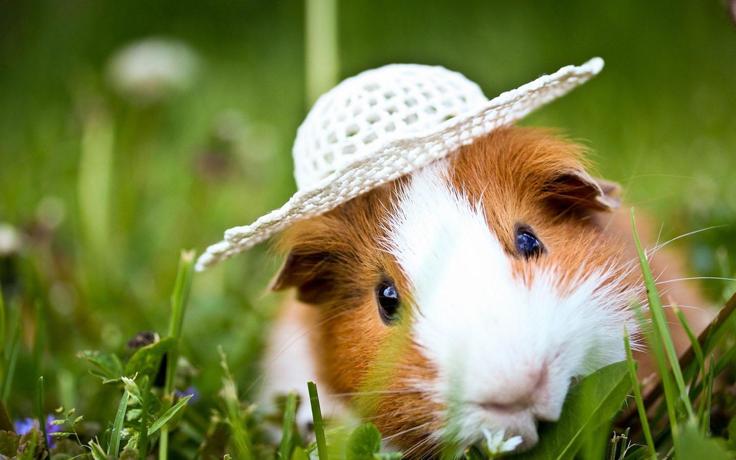 Guinea Pig Wallpapers