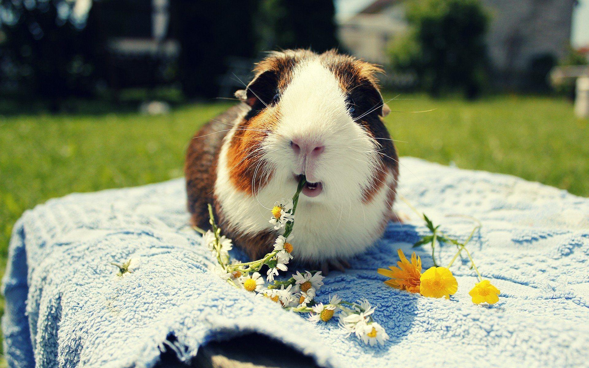 55 Guinea Pig HD Wallpapers