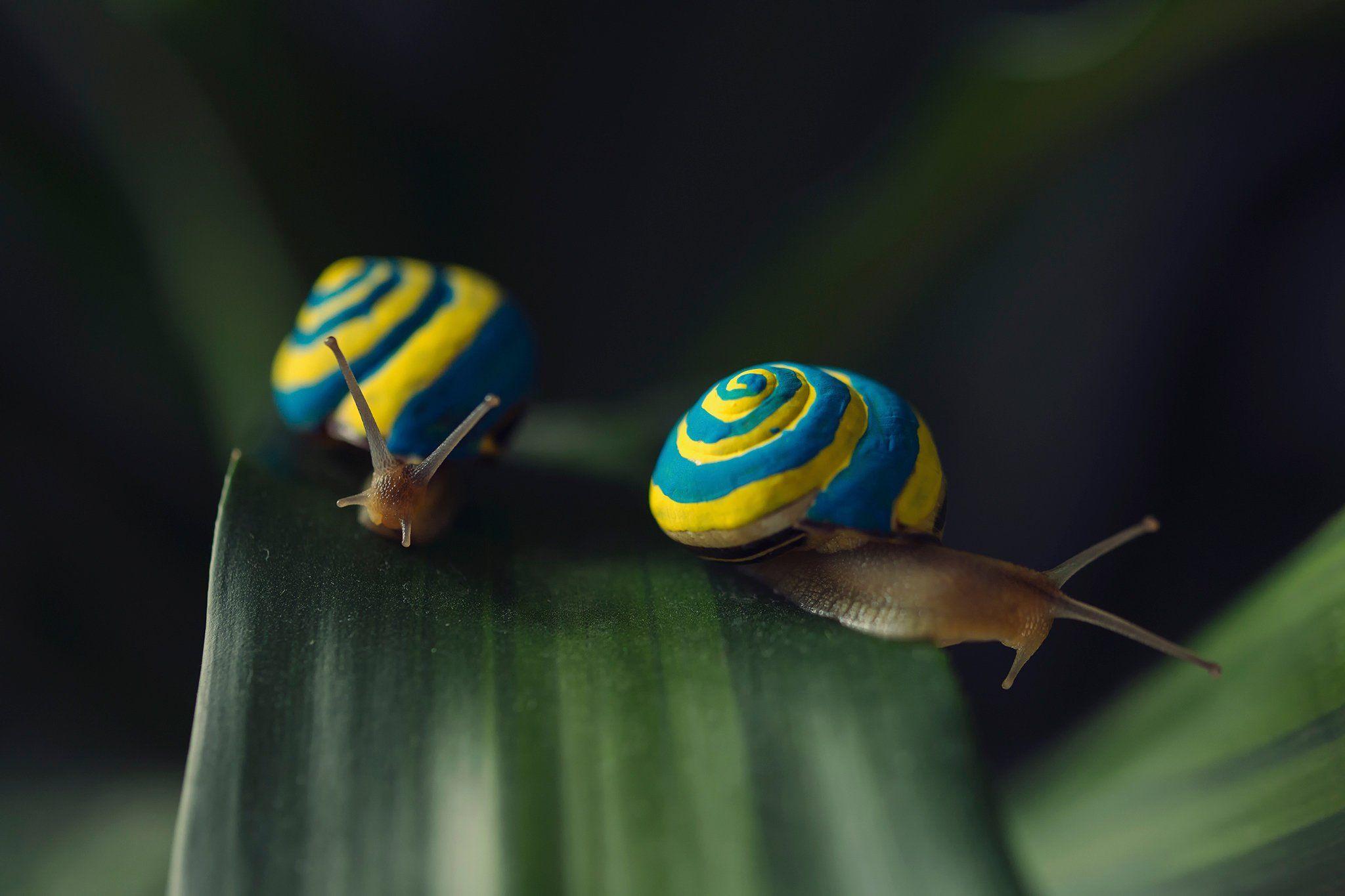 closeup macro, snail, stock image, bokeh, two, animals,tablet,snails