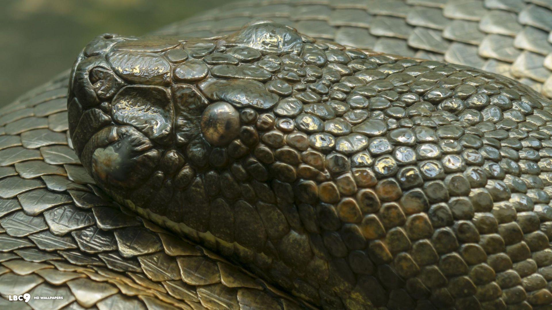 Anaconda HD Wallpapers