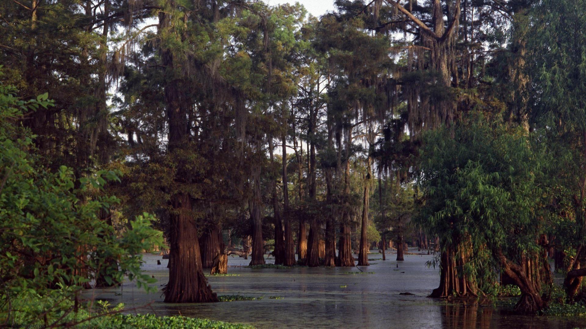 Bald Cypress Trees at Sunset Louisiana HD Wallpapers