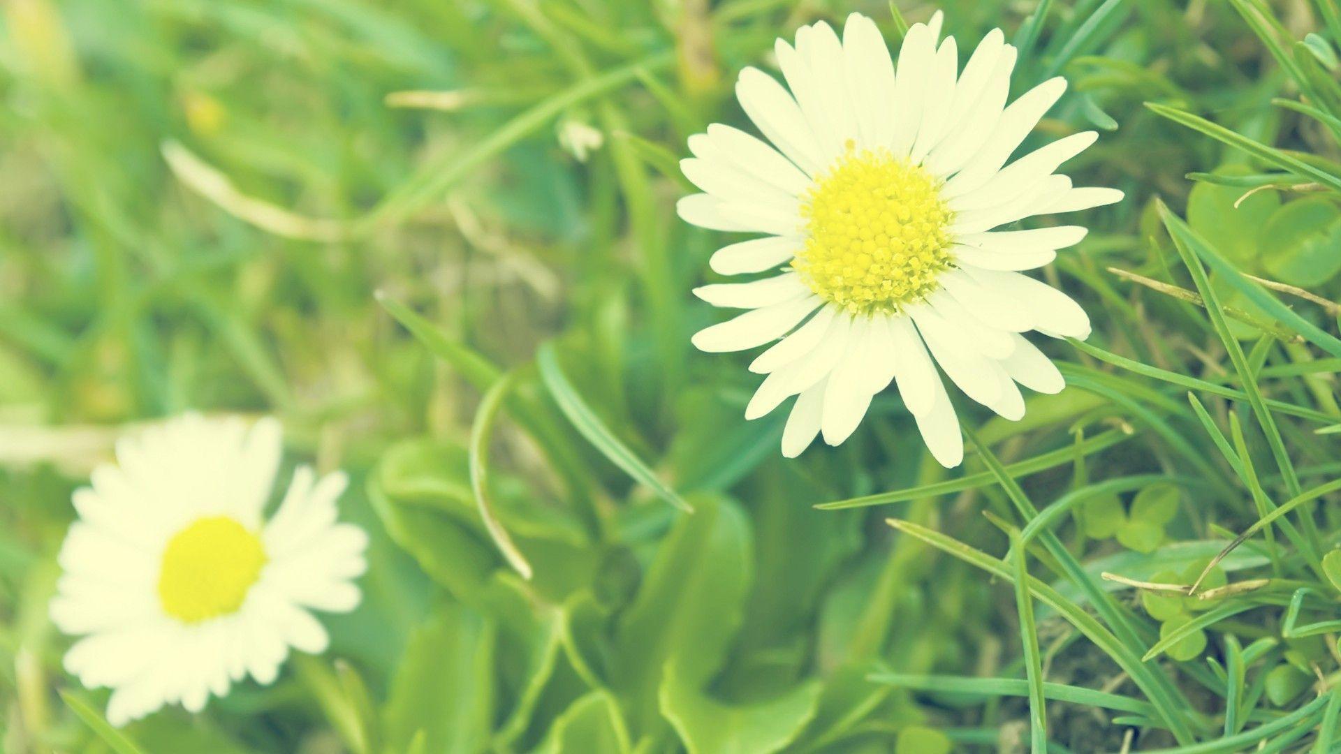 Wallpapers For > White Daisy Wallpapers