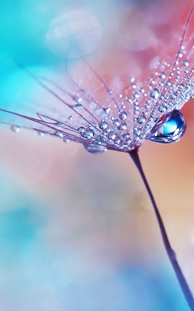 Download Wallpapers For Android, Flower, Water Drops, Dew