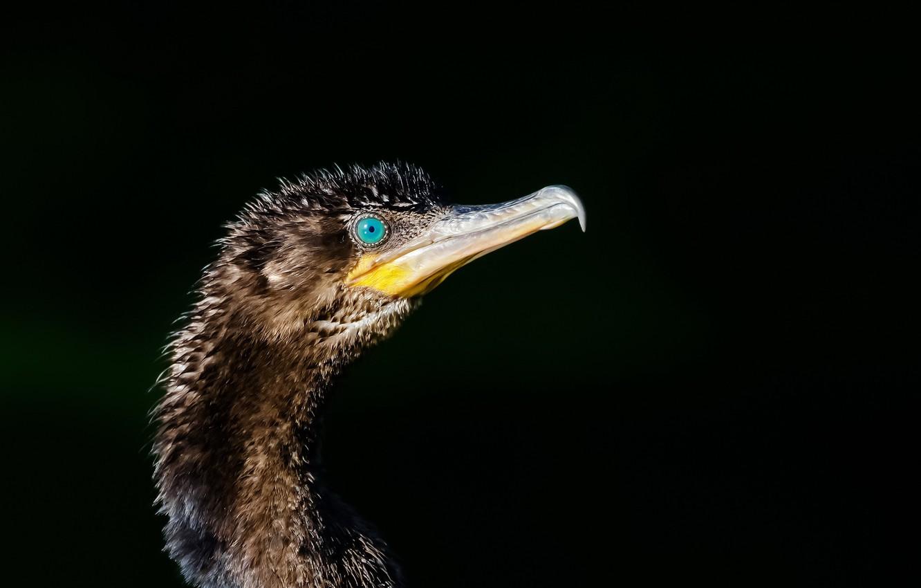 Wallpapers bird, cormorant, Phalacrocorax brasilianus, Bigua