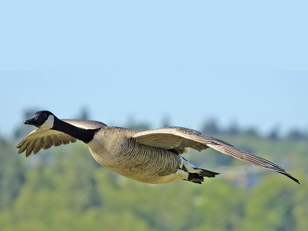 Goose