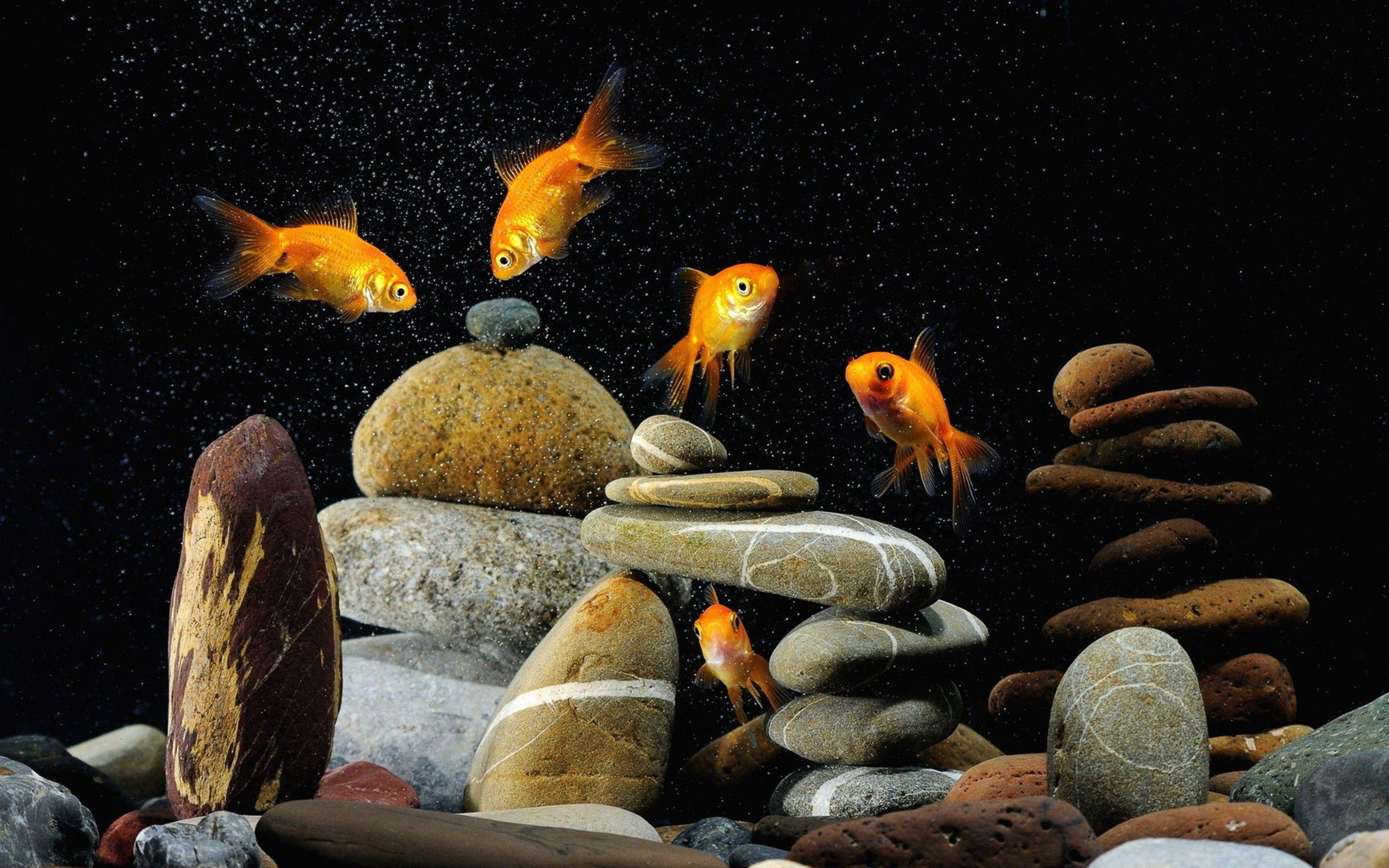 Gold Fish Wallpapers