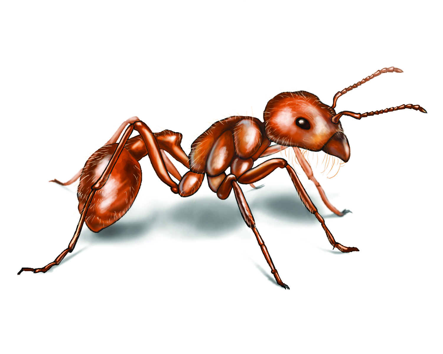 Ants HD Wallpapers