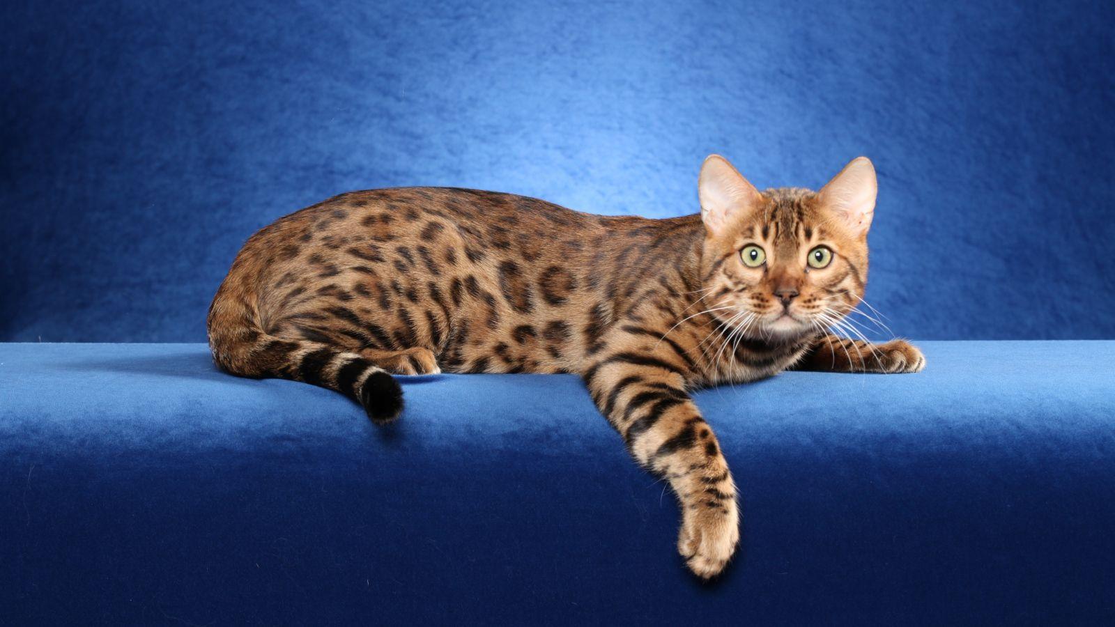 Bengal cat Wallpapers HD Download