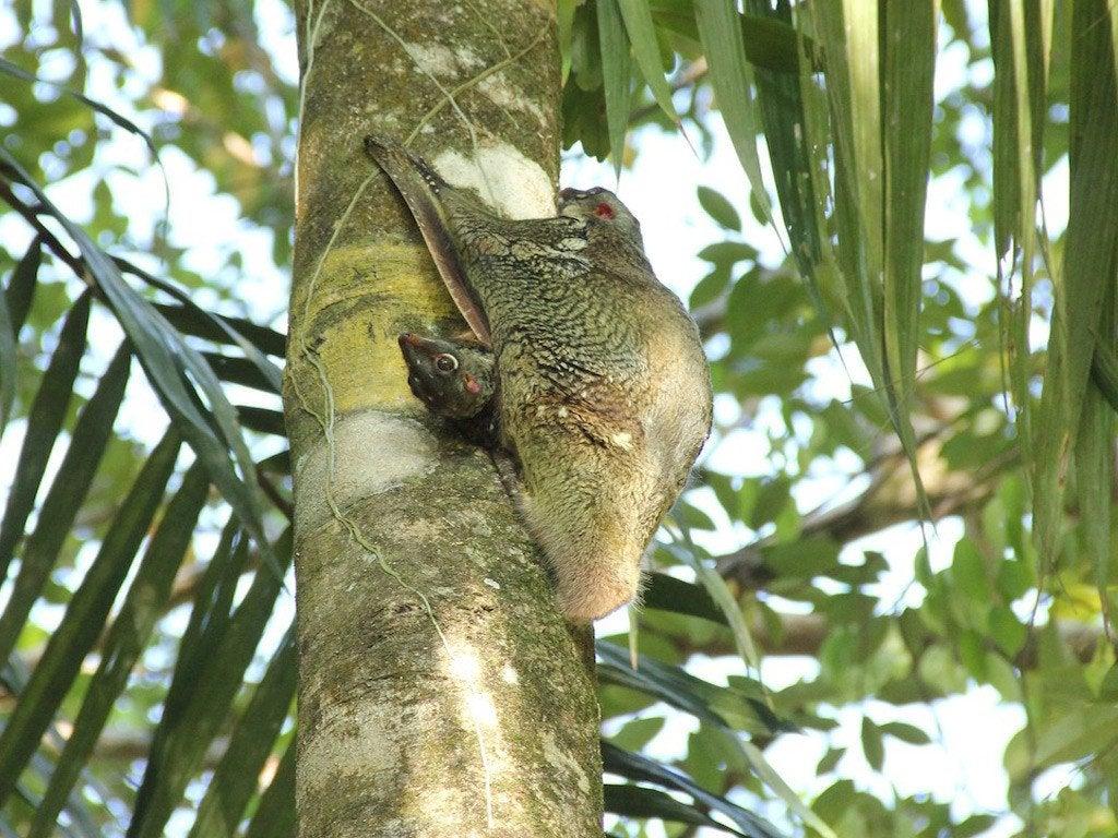 Colugos are gliding mammals related to primates. They give