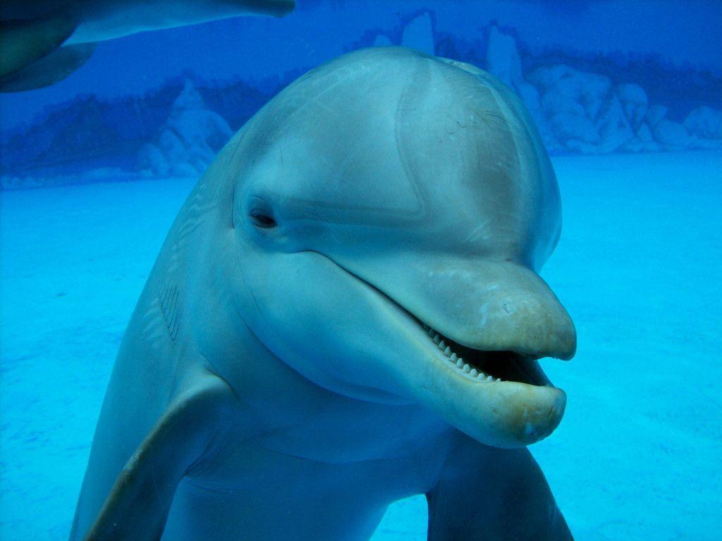 Dolphin Wallpapers 64 Backgrounds HD