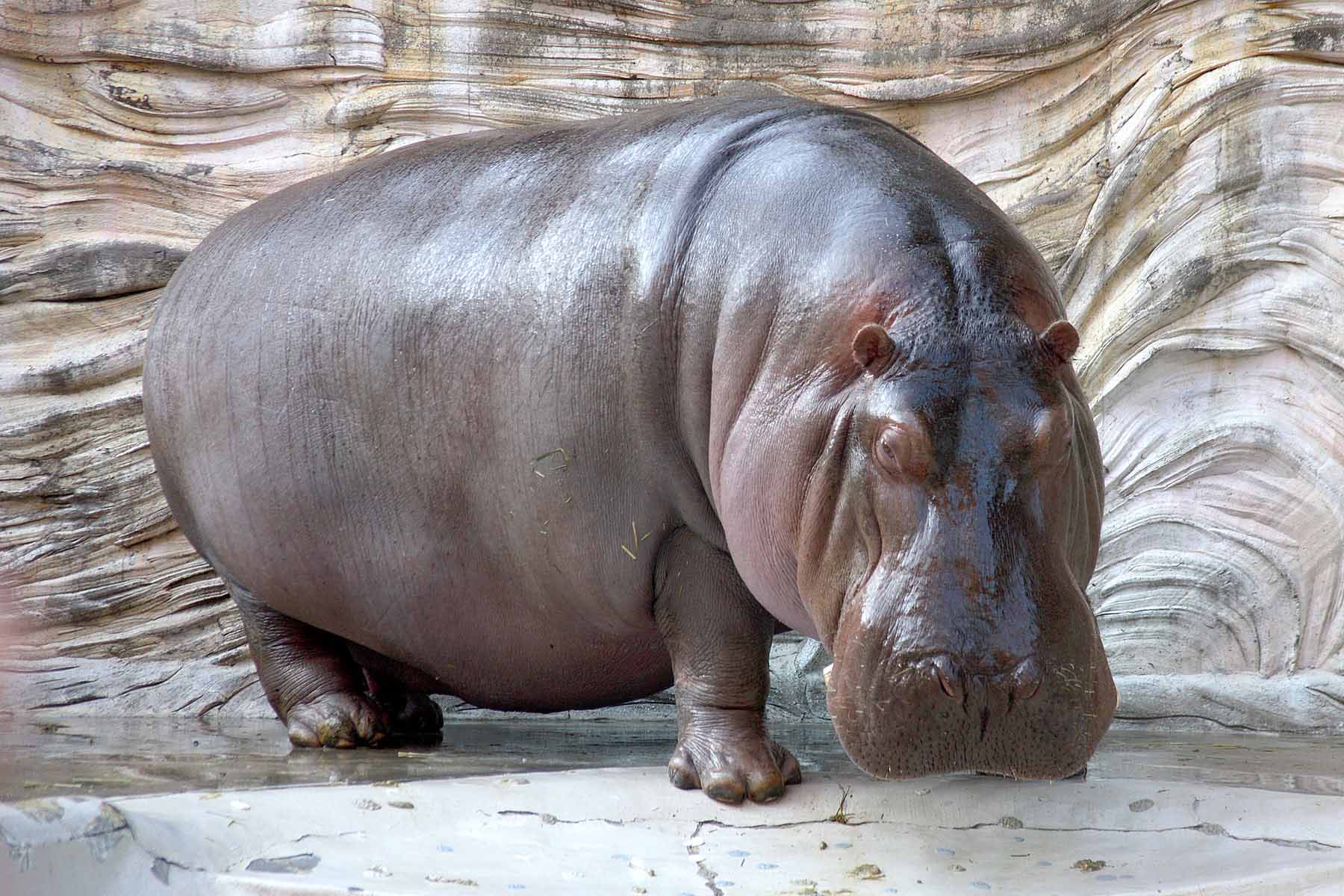 Hippopotamus download high definition wallpapers