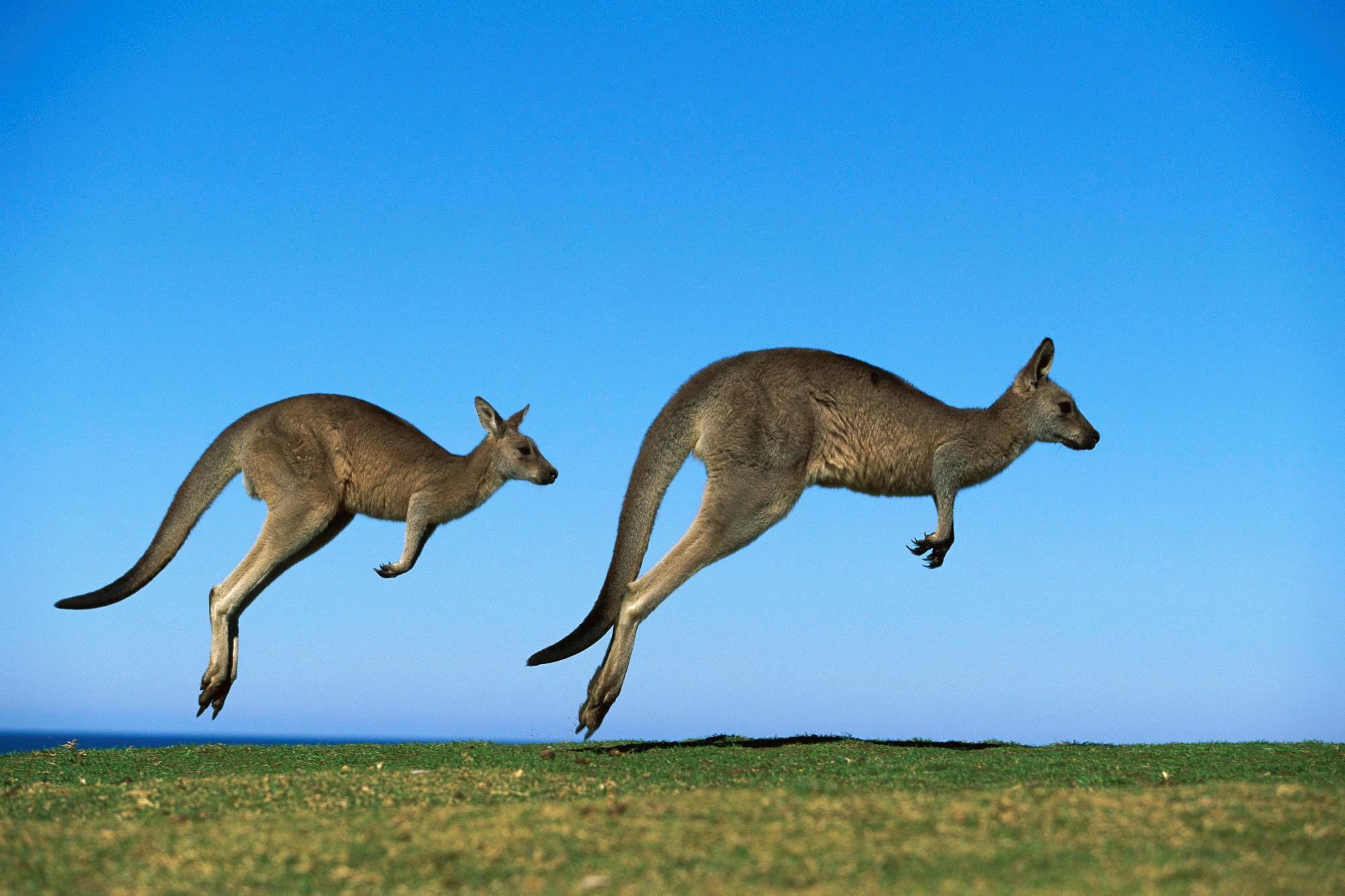 Animal Kangaroo HD Wallpapers