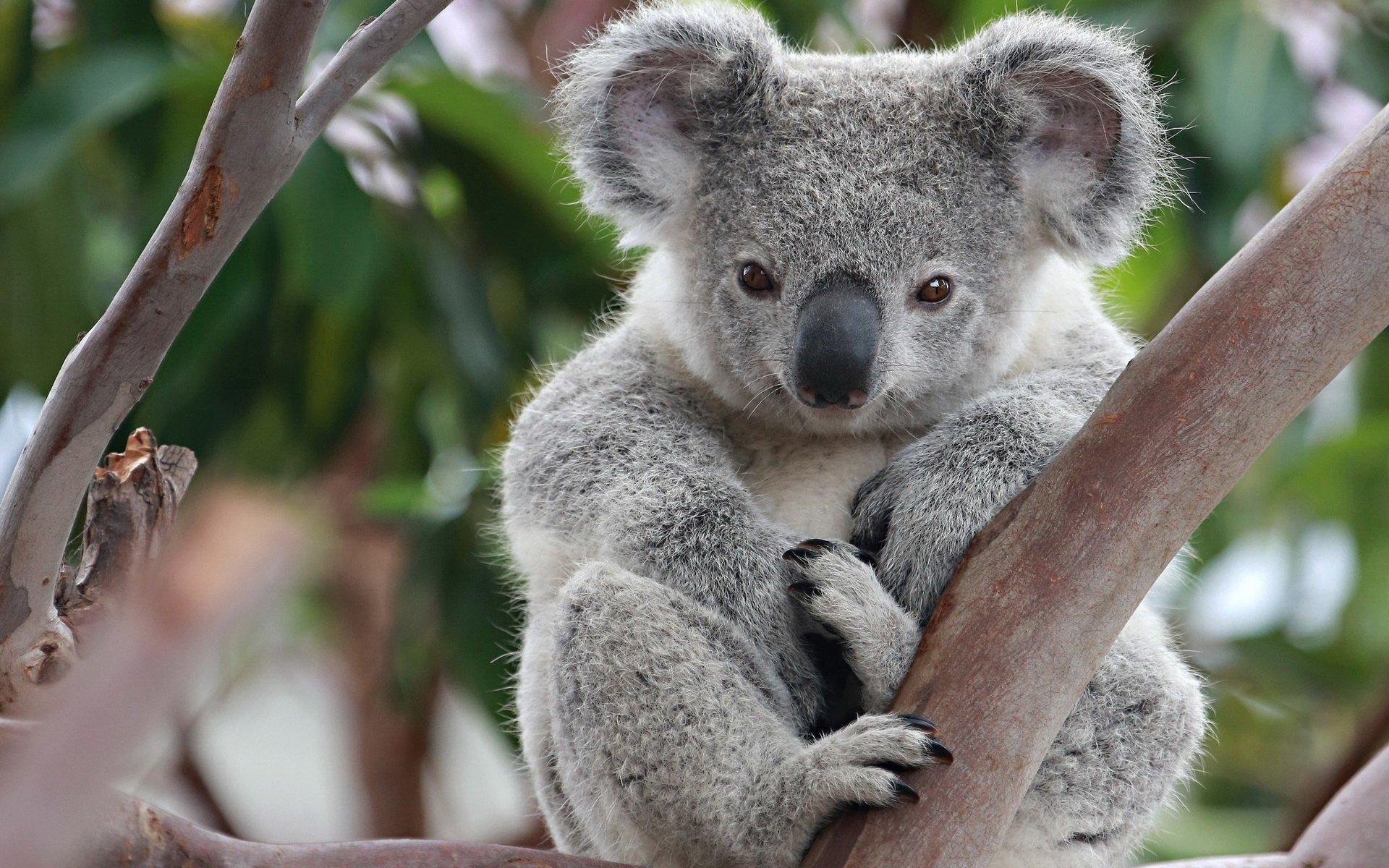 86 Koala HD Wallpapers