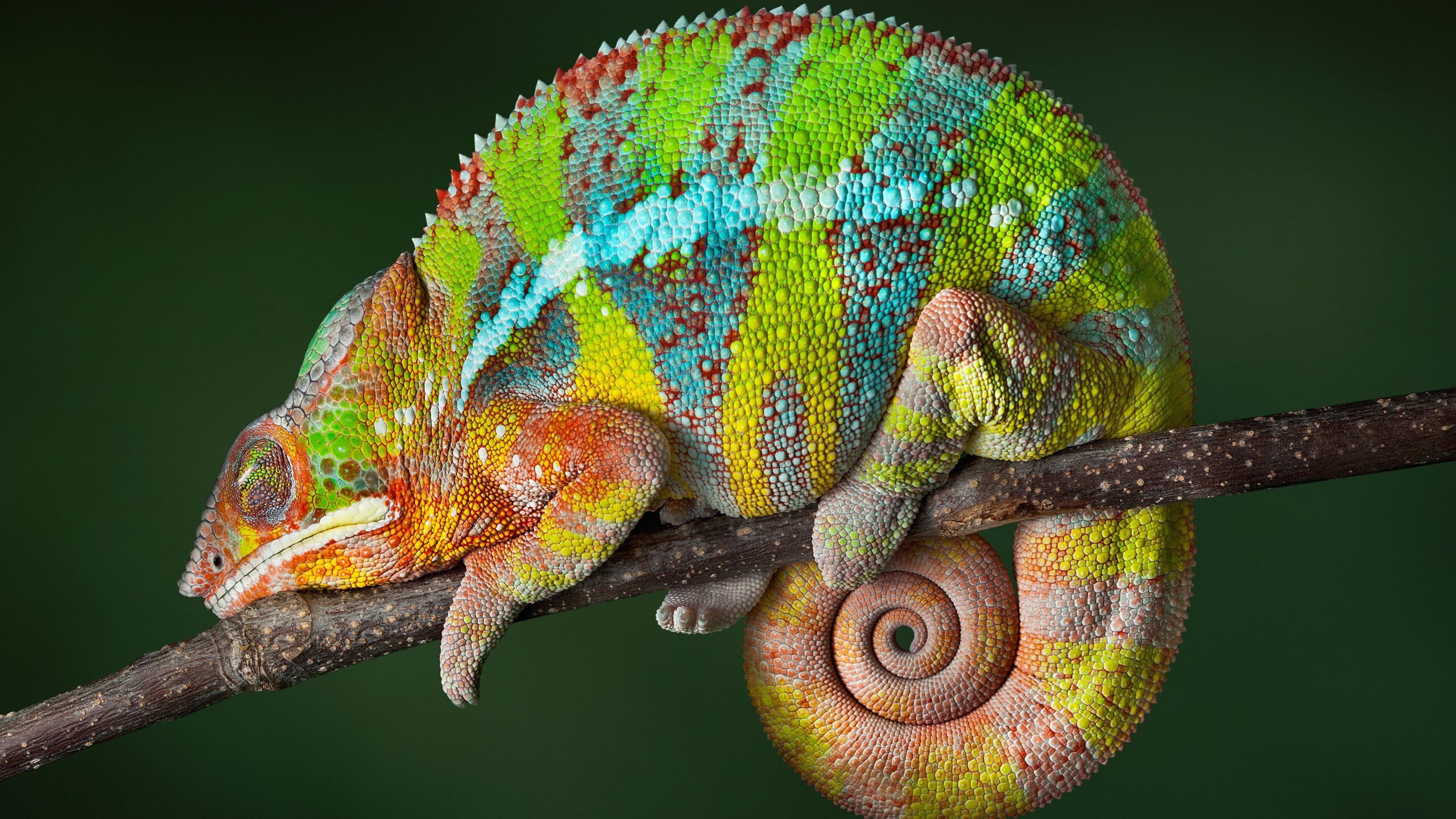 Colorful Chameleon 4K UltraHD Wallpapers