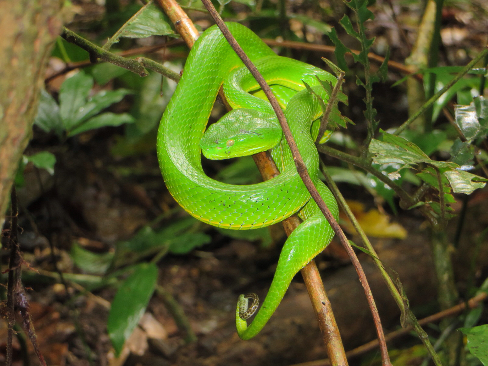 Vogel’s Pit Viper