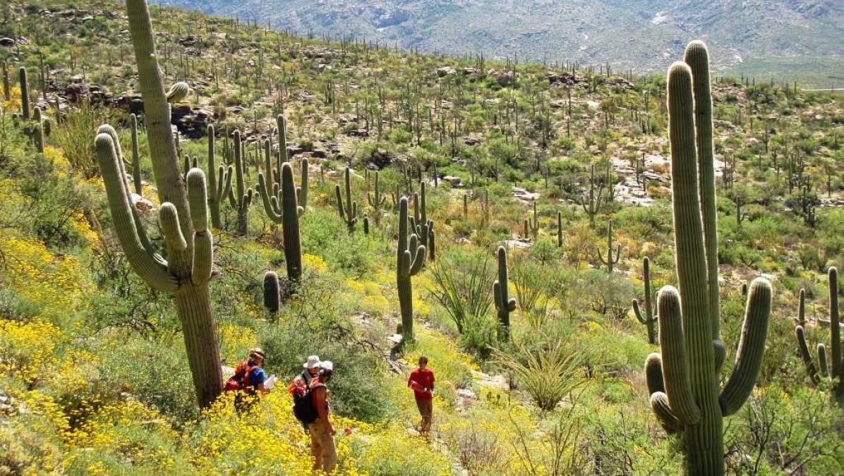 The Saguaro Cactus: A 75