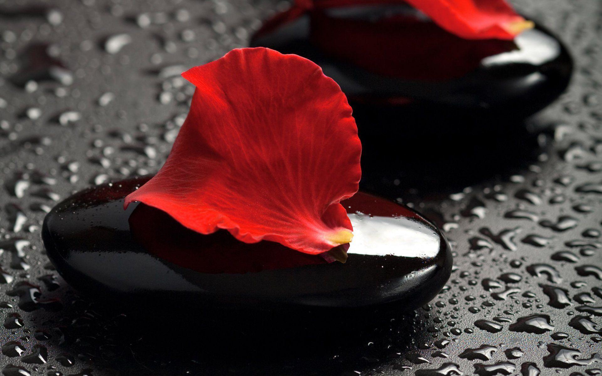 petals stone water spa HD wallpapers