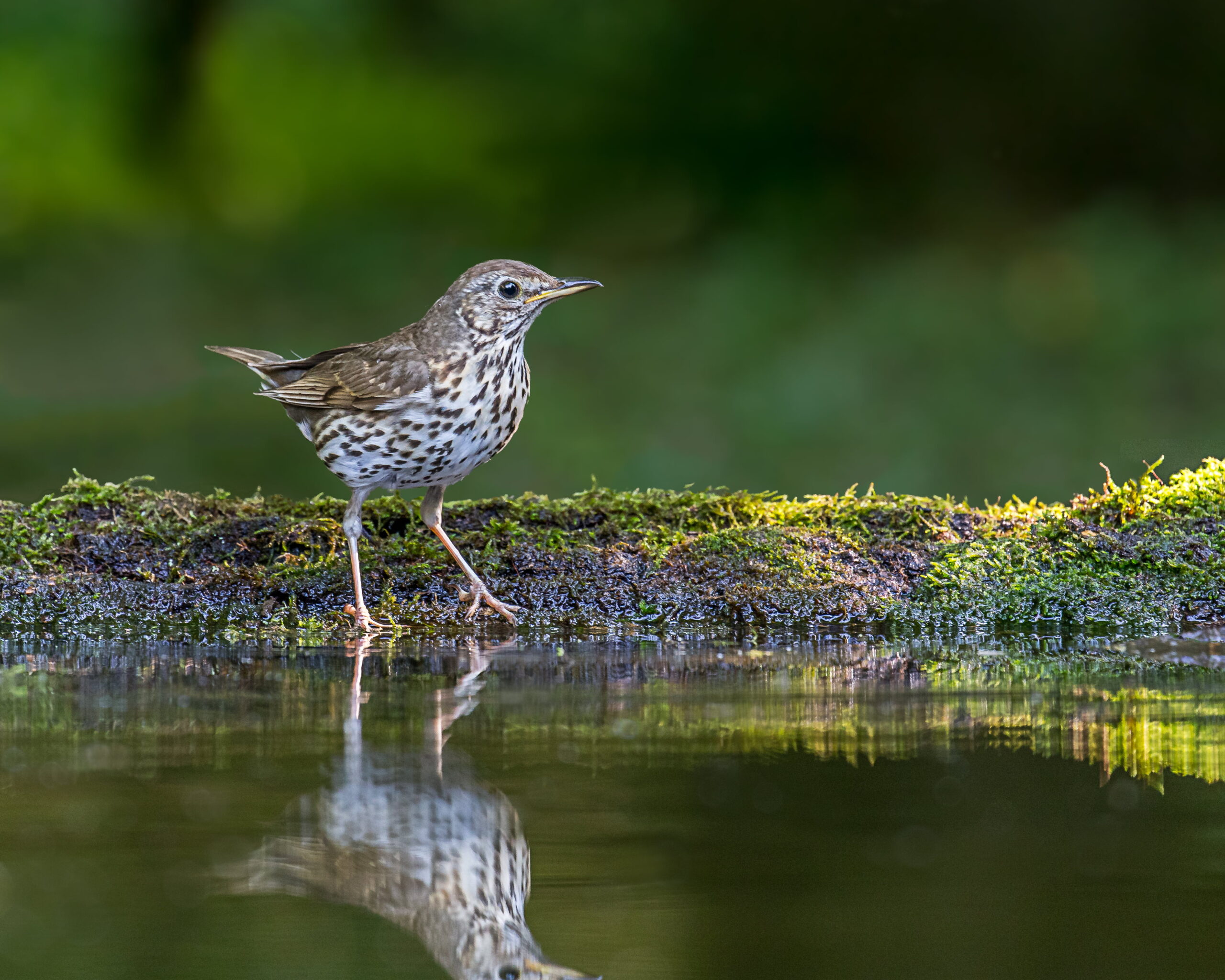 Brown and white bird near body of water, song thrush HD