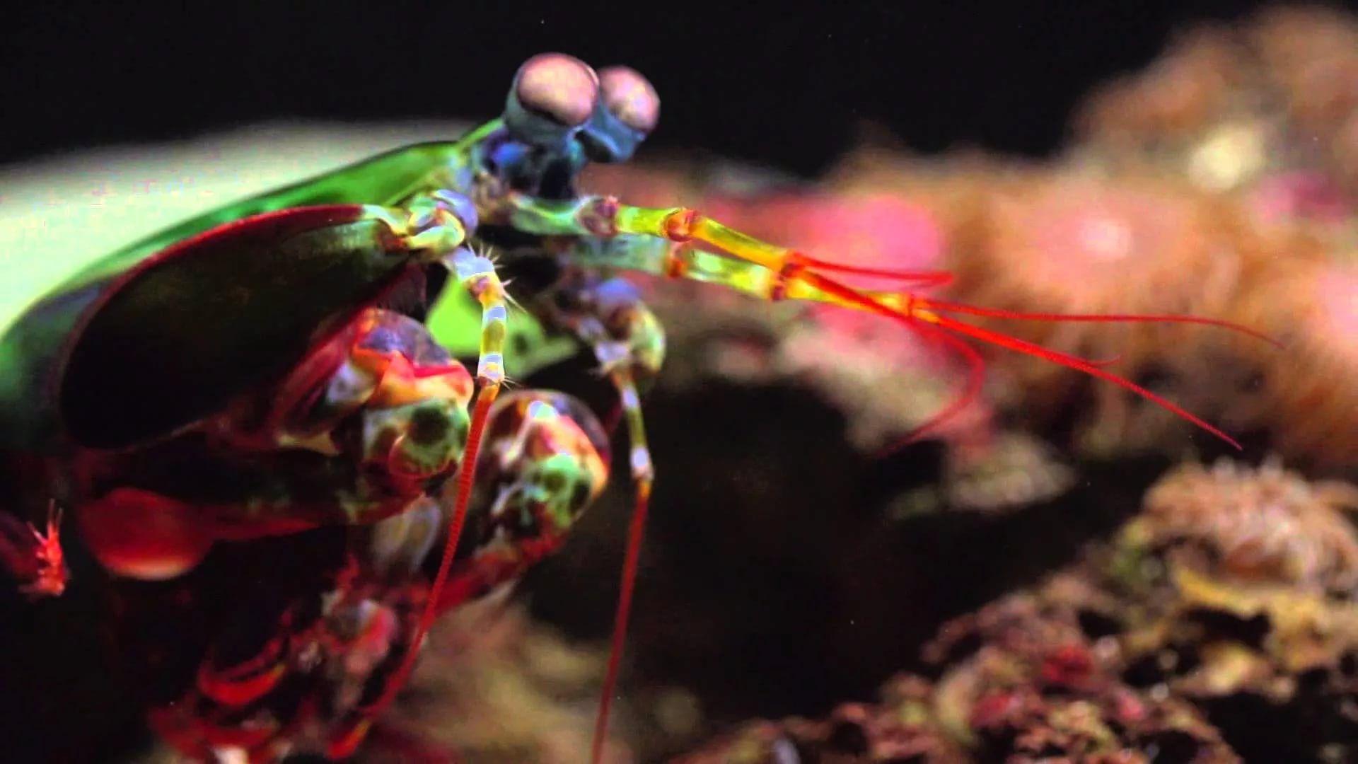 Mantis Shrimp HD Wallpapers free