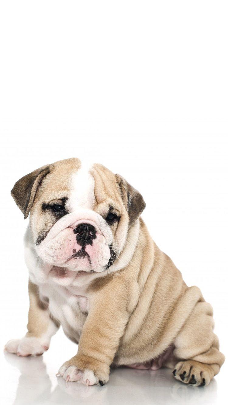 British Bulldog 1 iPhone 6 Wallpapers