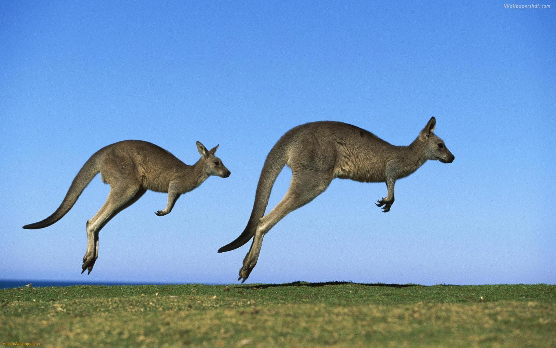 Kangaroo HD Wallpapers