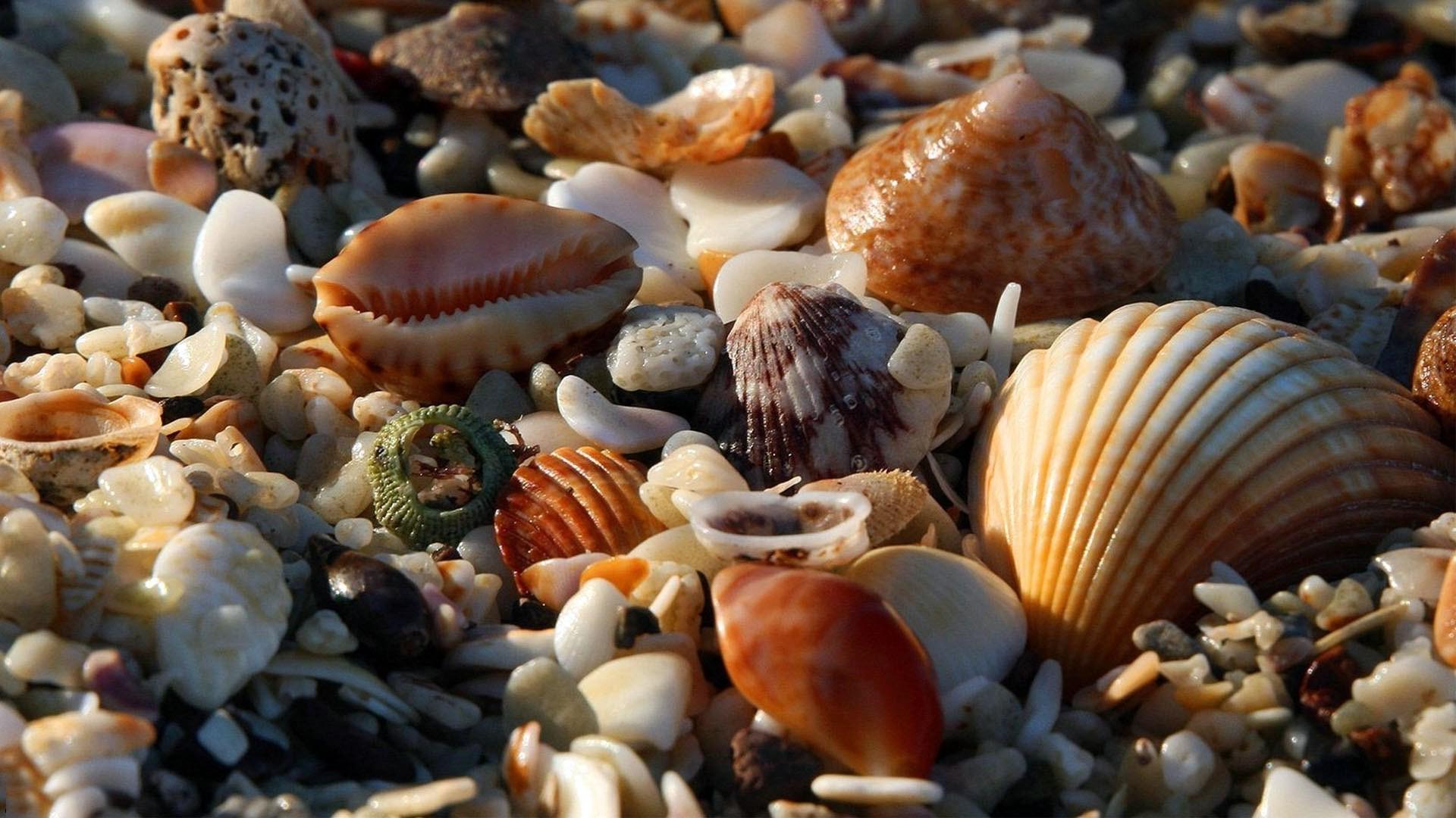 Shells