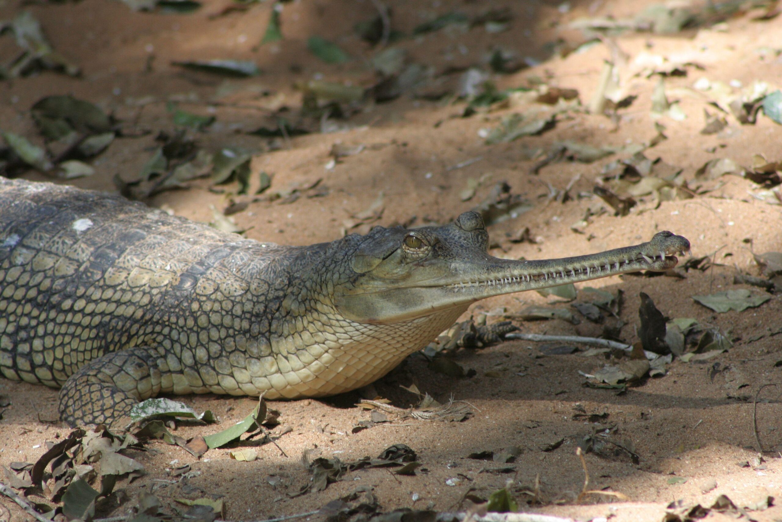 Gharial Free HD Wallpapers Image Backgrounds