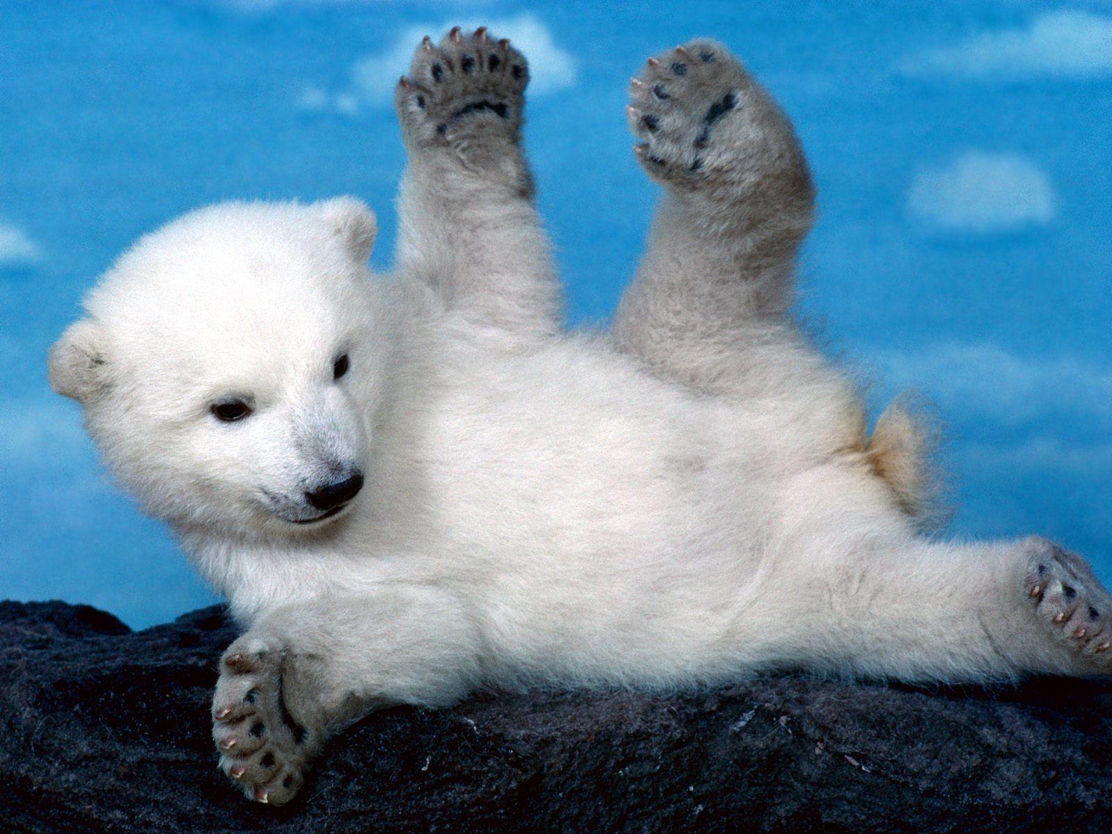 425 Polar Bear HD Wallpapers