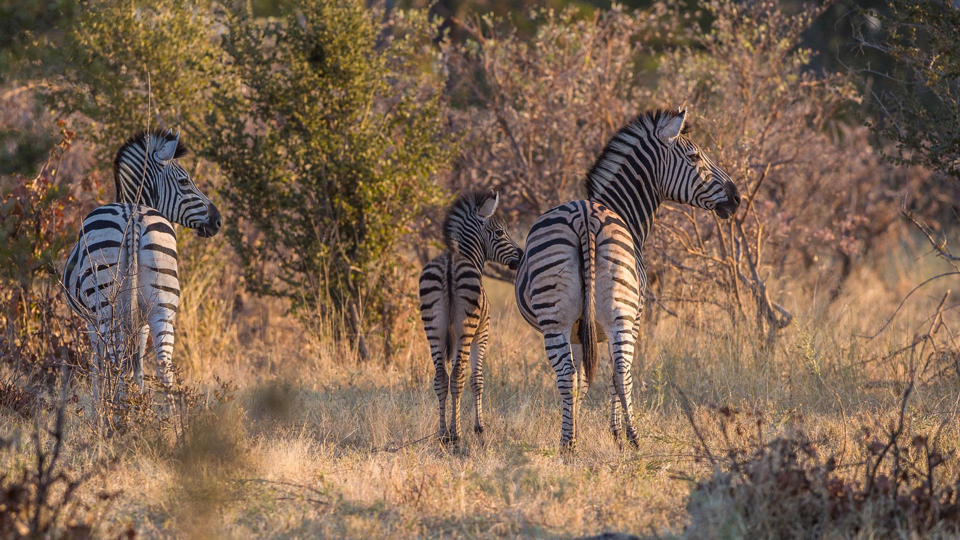 Nxai Pan National Park