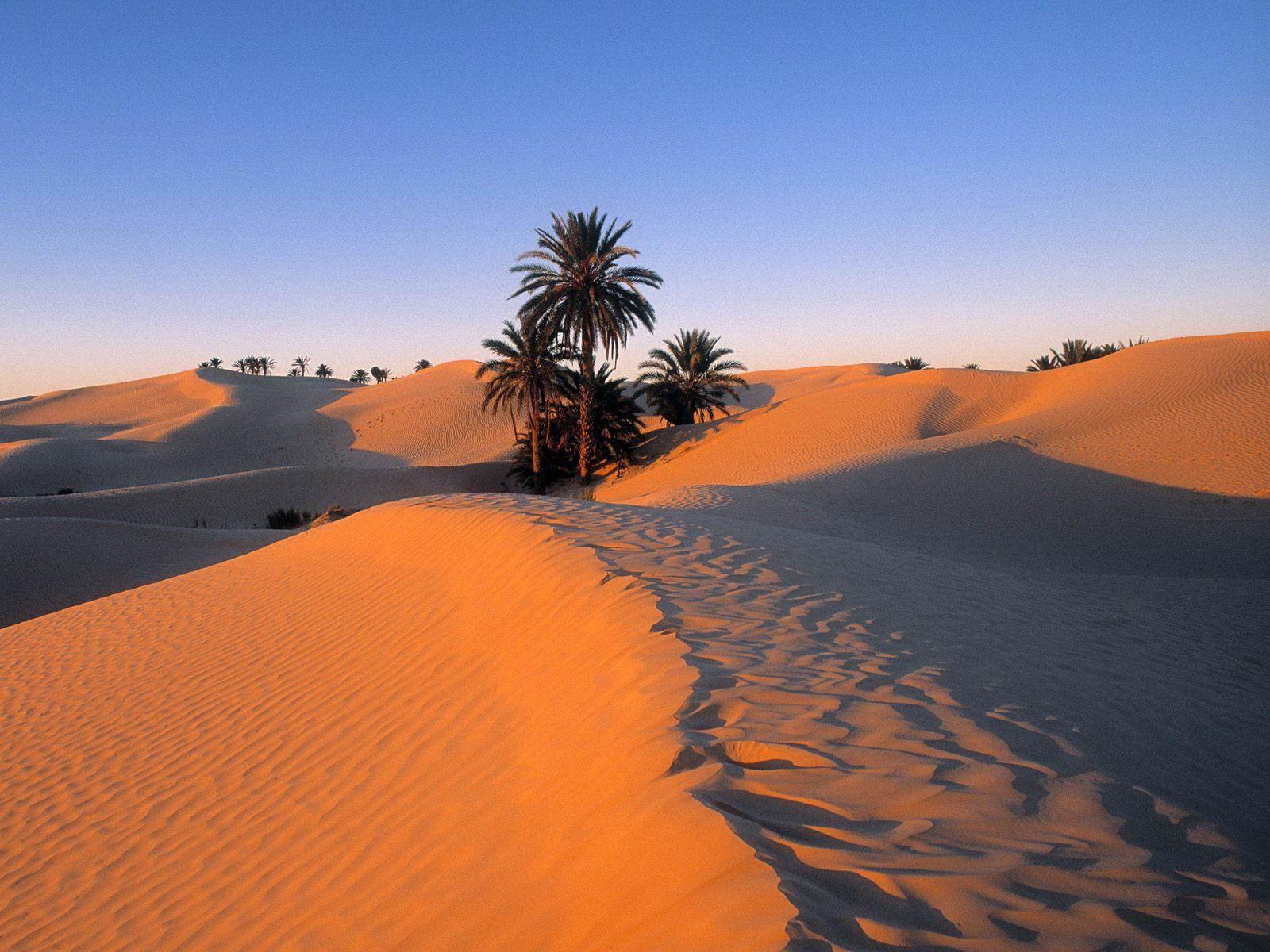 Sahara Desert and Palm Trees Wallpapers