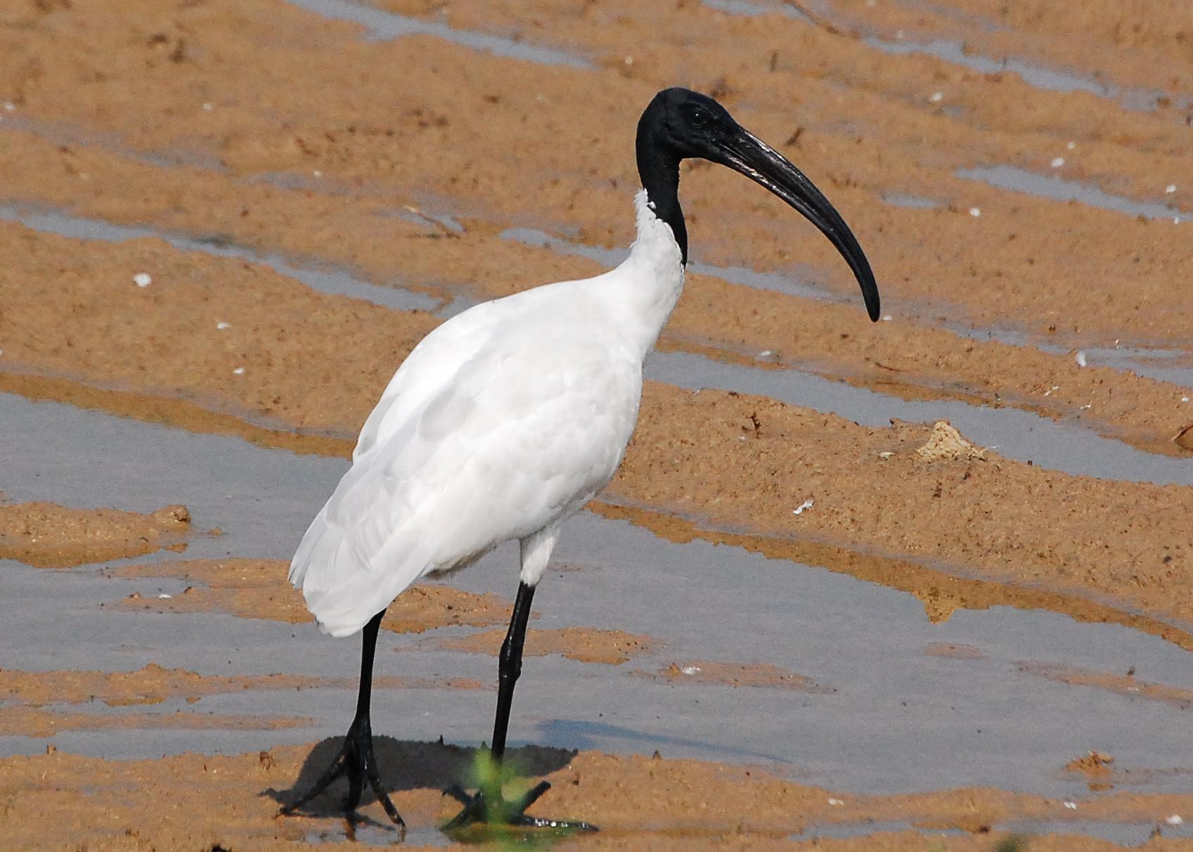 Ibis Wallpapers and Backgrounds Image