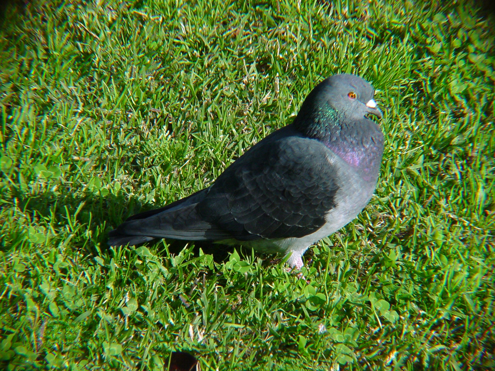 Rock Dove