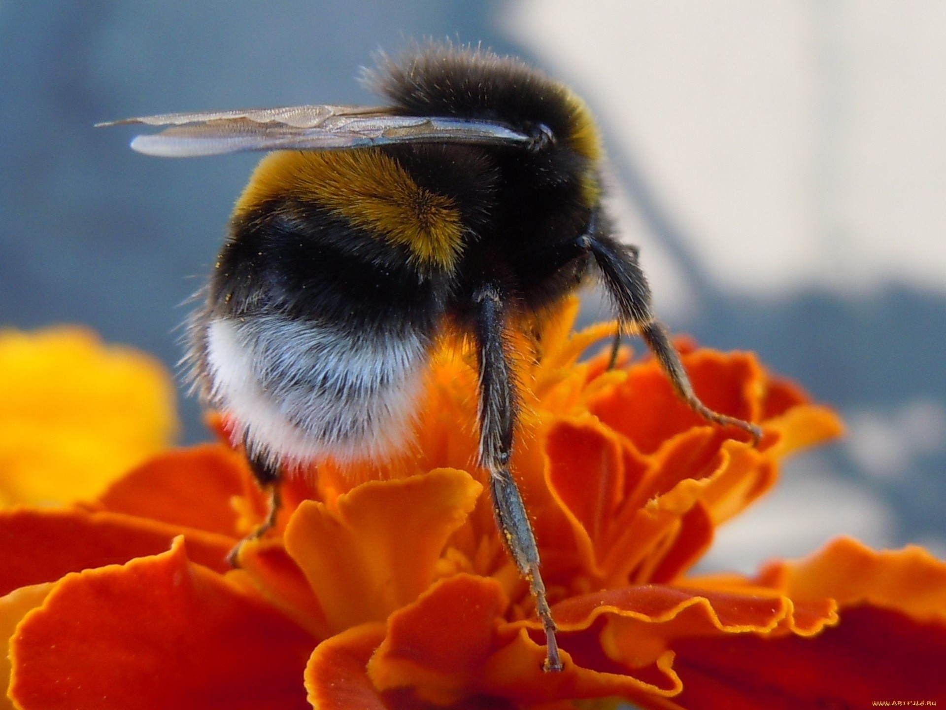 flowers insects macro bumblebee hymenopthera