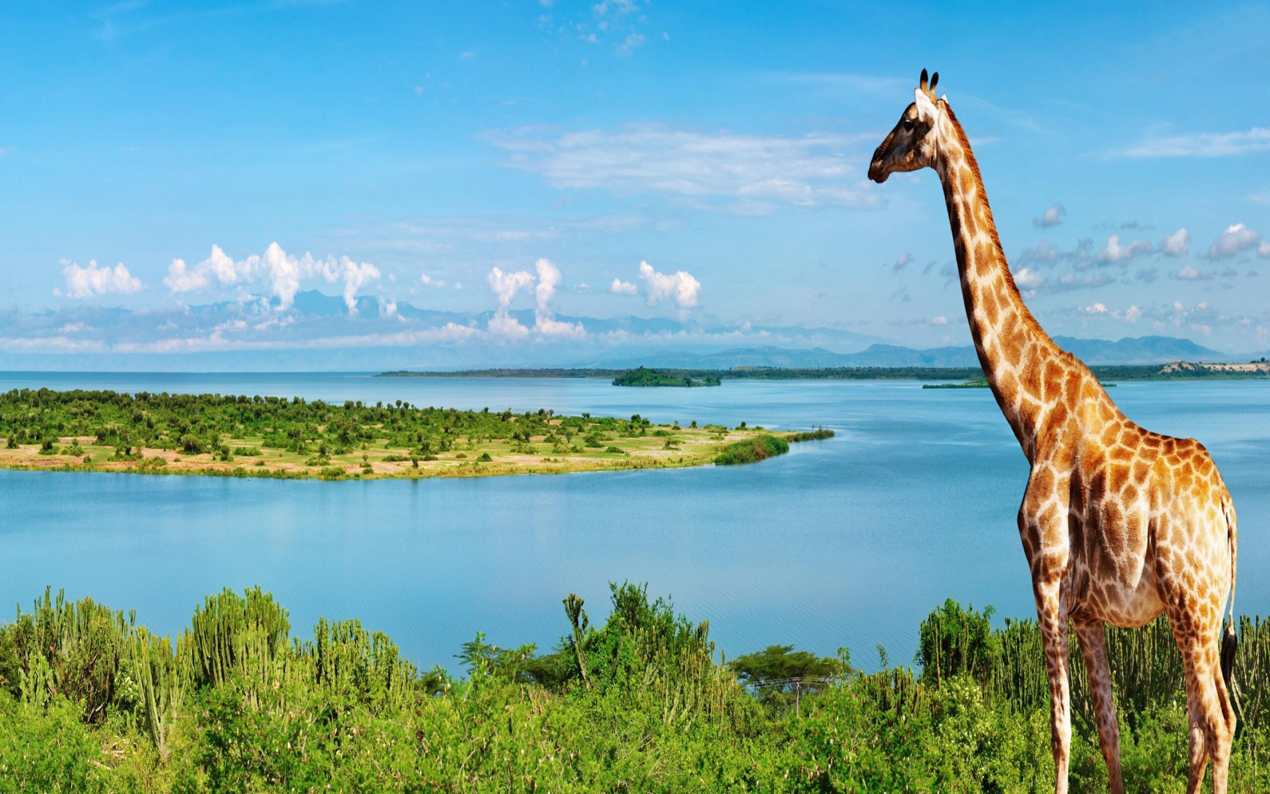 Giraffe Wallpapers For Computer 16800 Full HD Wallpapers Desktop