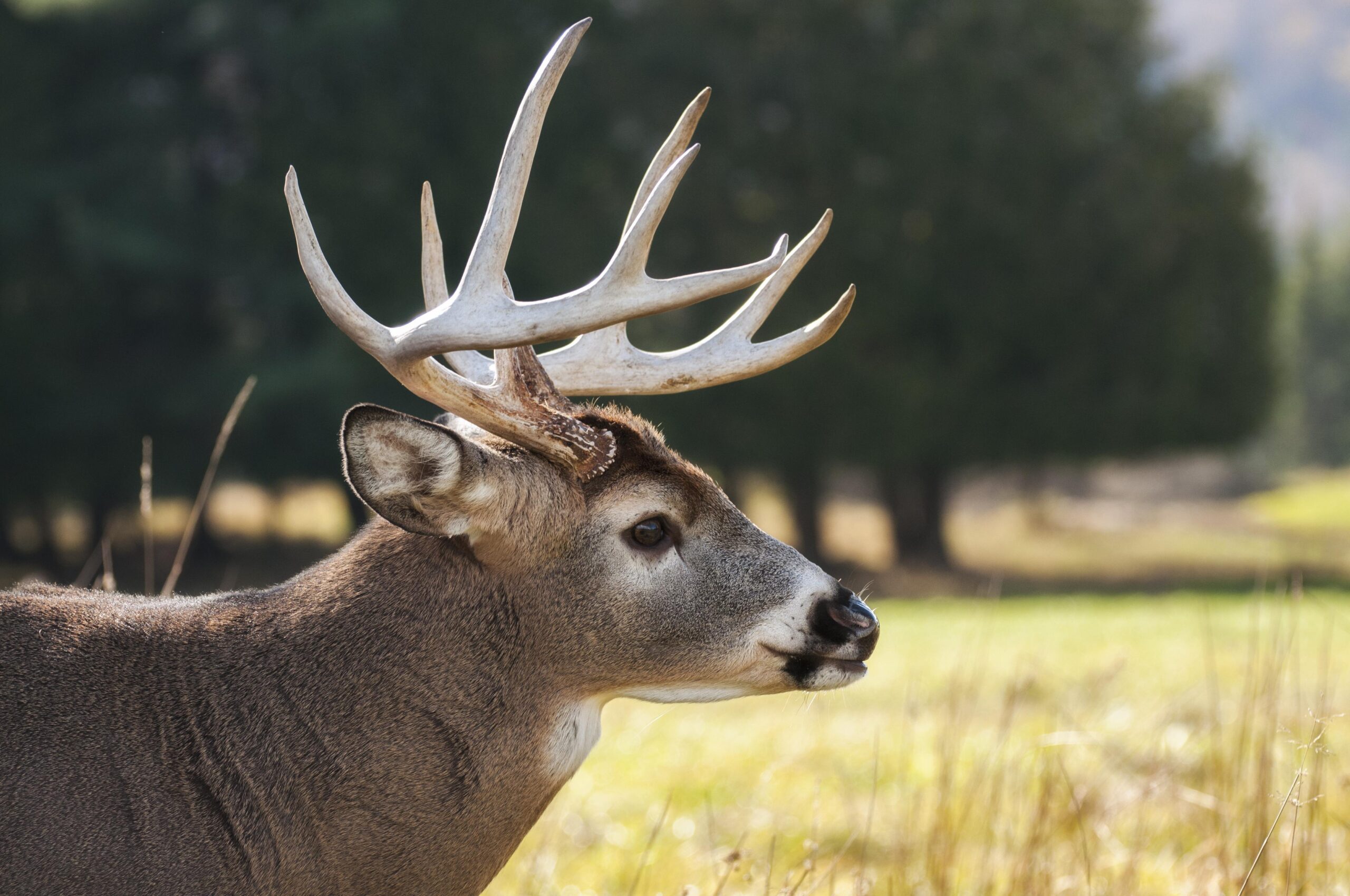 Deer Pics Com : Free Whitetail Deer Wallpapers – SuperCar Wallpapers