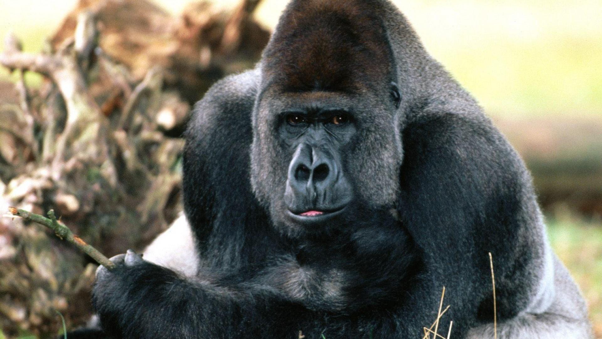 Gorilla Wallpapers 20