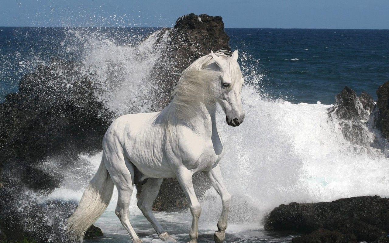 White Horse Wallpapers