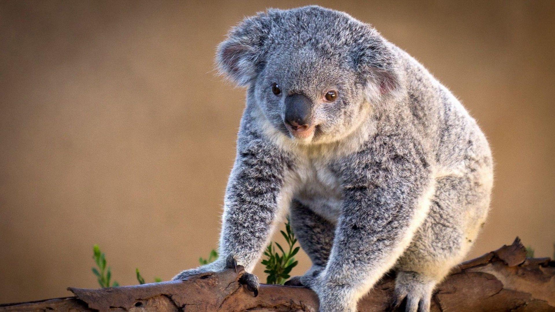 Download Koala Wallpapers 12955 High Resolution