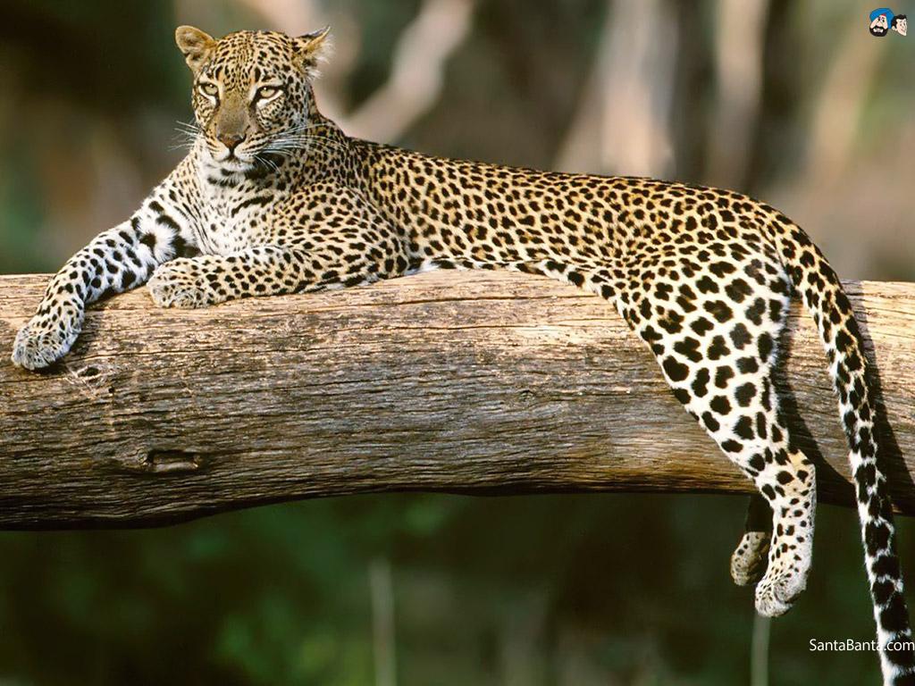 Leopards Wallpapers