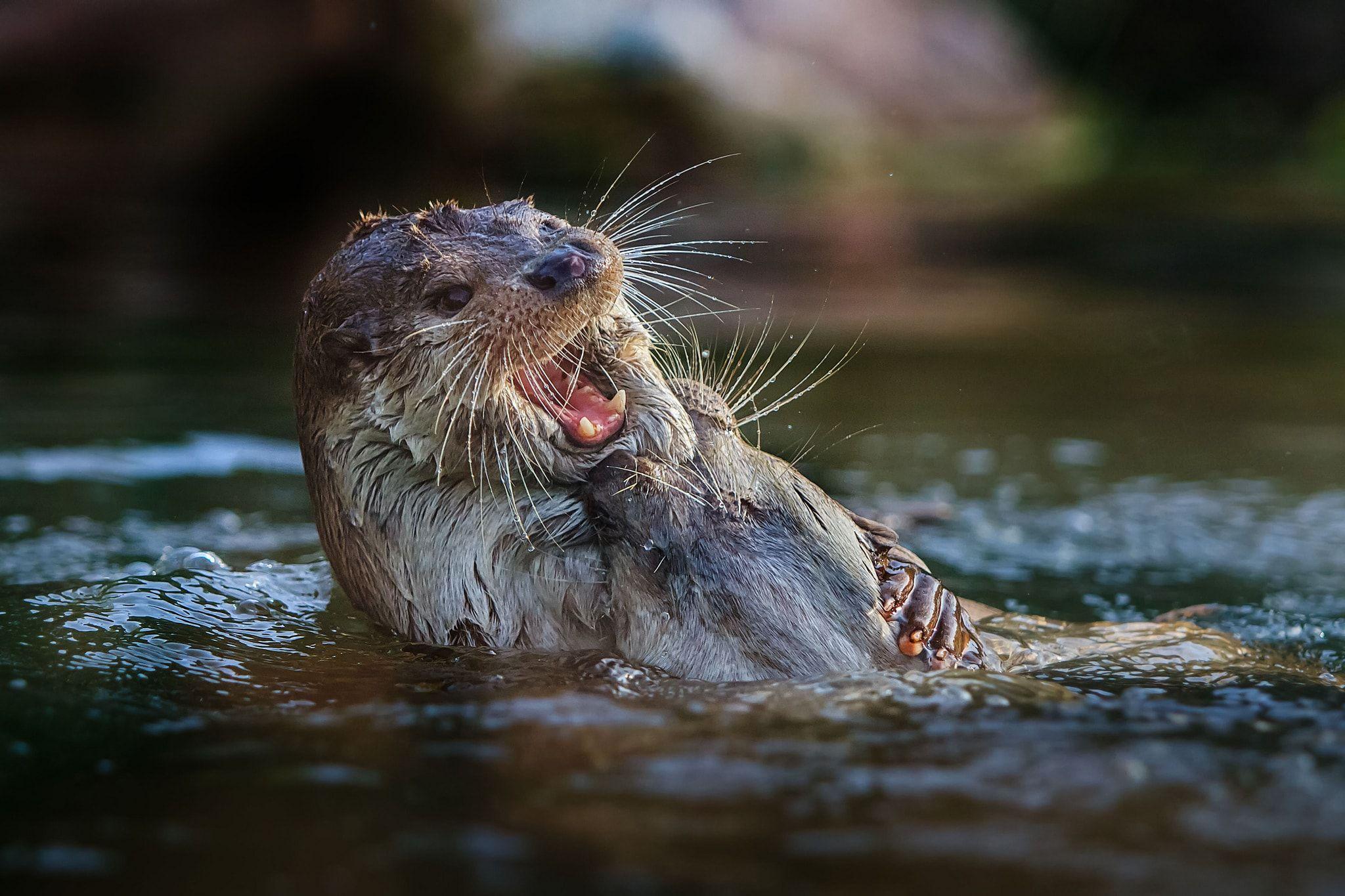 Otter HD Desktop Wallpapers