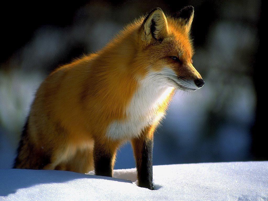 Red Fox Wallpapers