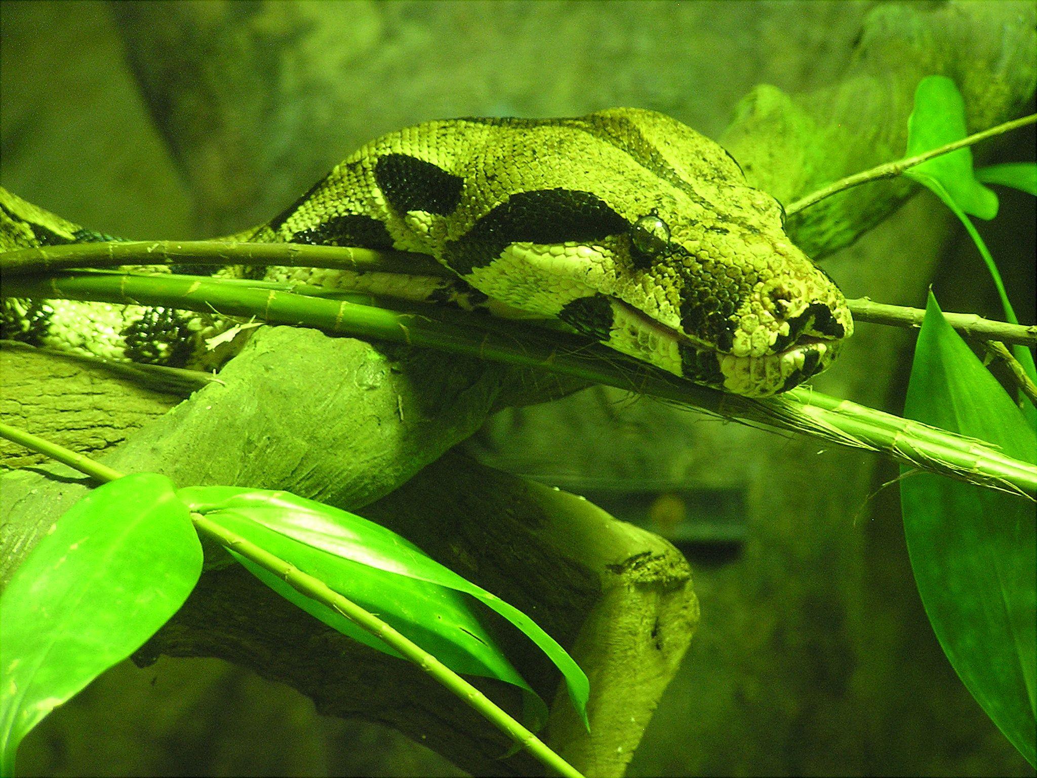 File:Boa constrictor, Singapore Zoo