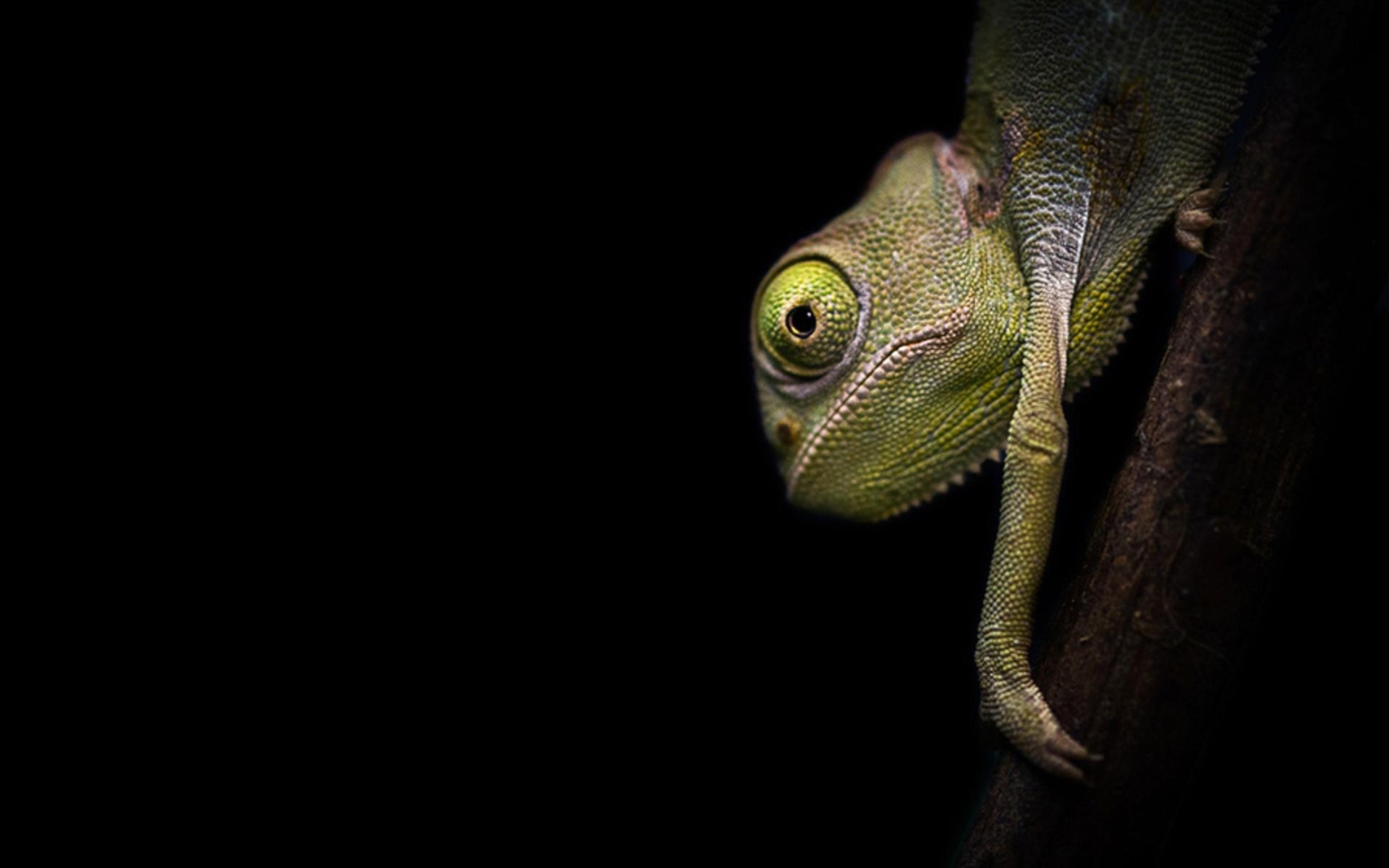 Chameleon HD Wallpapers