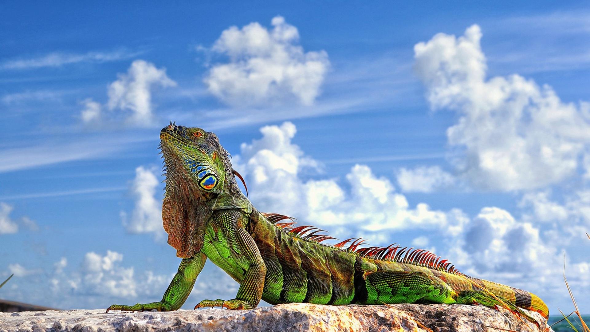 Iguana Wallpapers 3